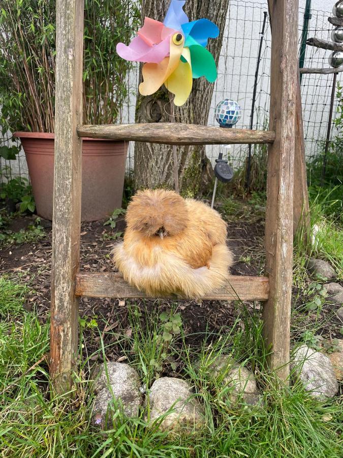 Ferienwohnung Seidenhuhn キーフェルスフェルデン エクステリア 写真